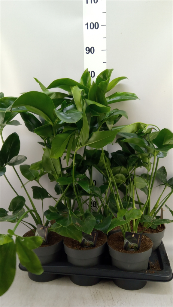 Philodendron Fun Bun 17Ø 60cm