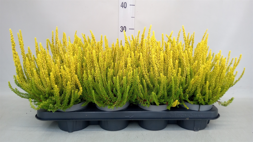 Calluna Vulgaris Skyline Miami 12Ø 25cm