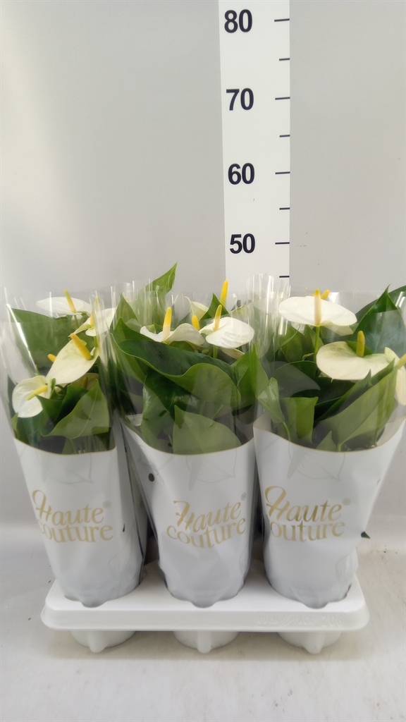 Anthurium Cocos 12Ø 40cm