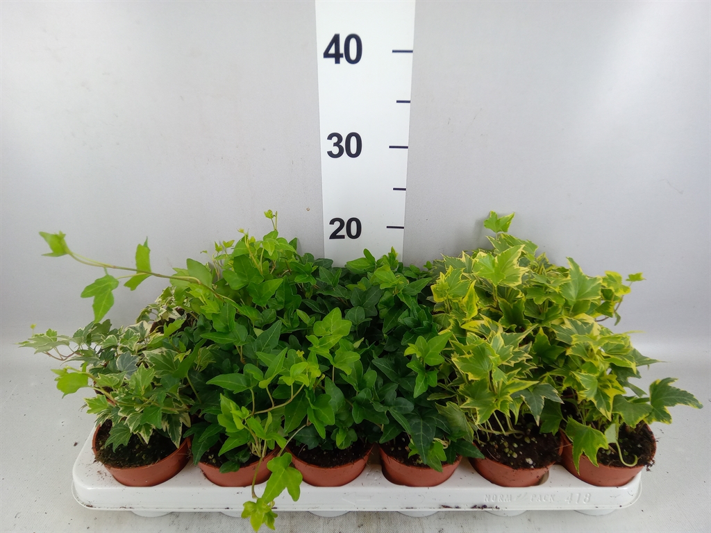Hedera Helix Mix 9Ø 5cm