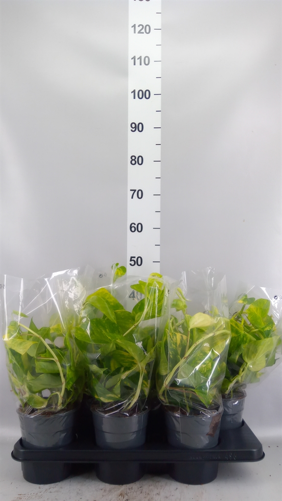 Epipremnum Aureum 15Ø 35cm