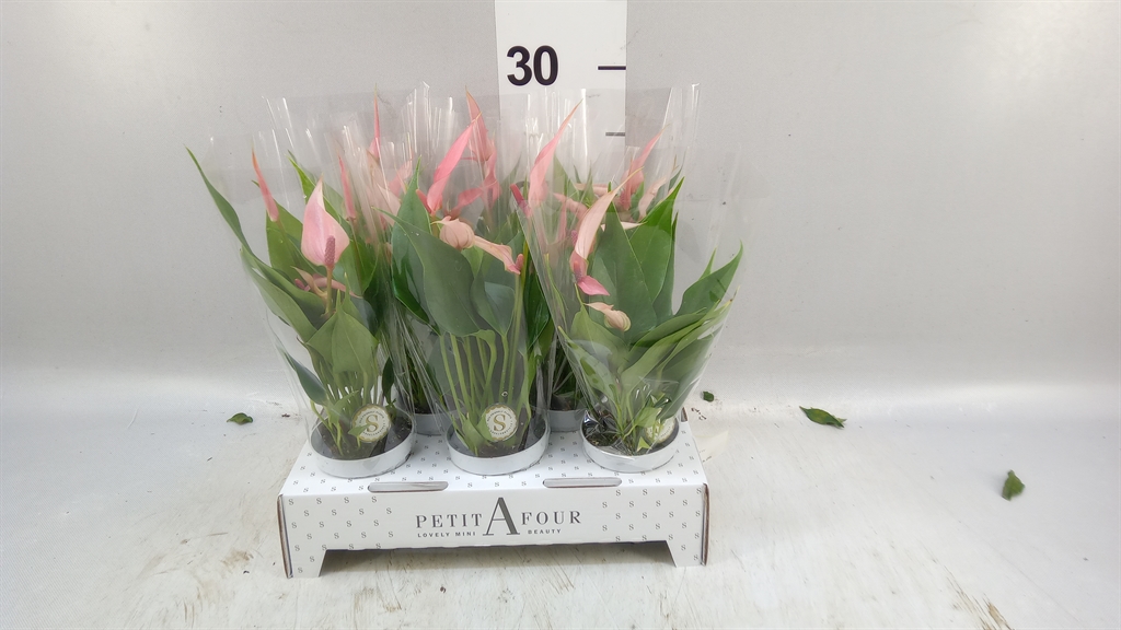 Anthu Lilli 7Ø 25cm