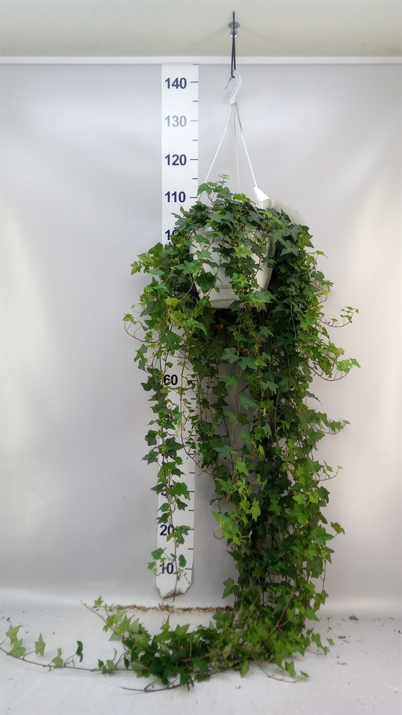 Hedera Helix Pittsburgh 24Ø 110cm