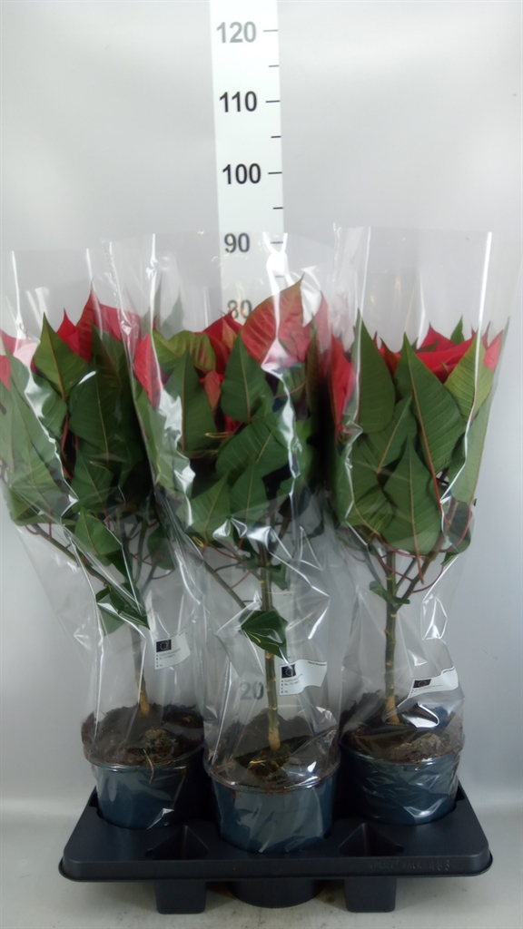 Euphor P Gran Italia 19Ø 75cm