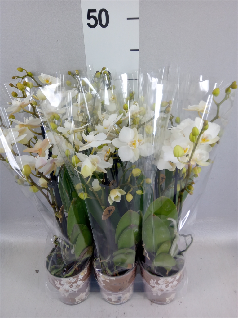 Phalaenopsis Multiflora Zurich 9Ø 35cm 2st