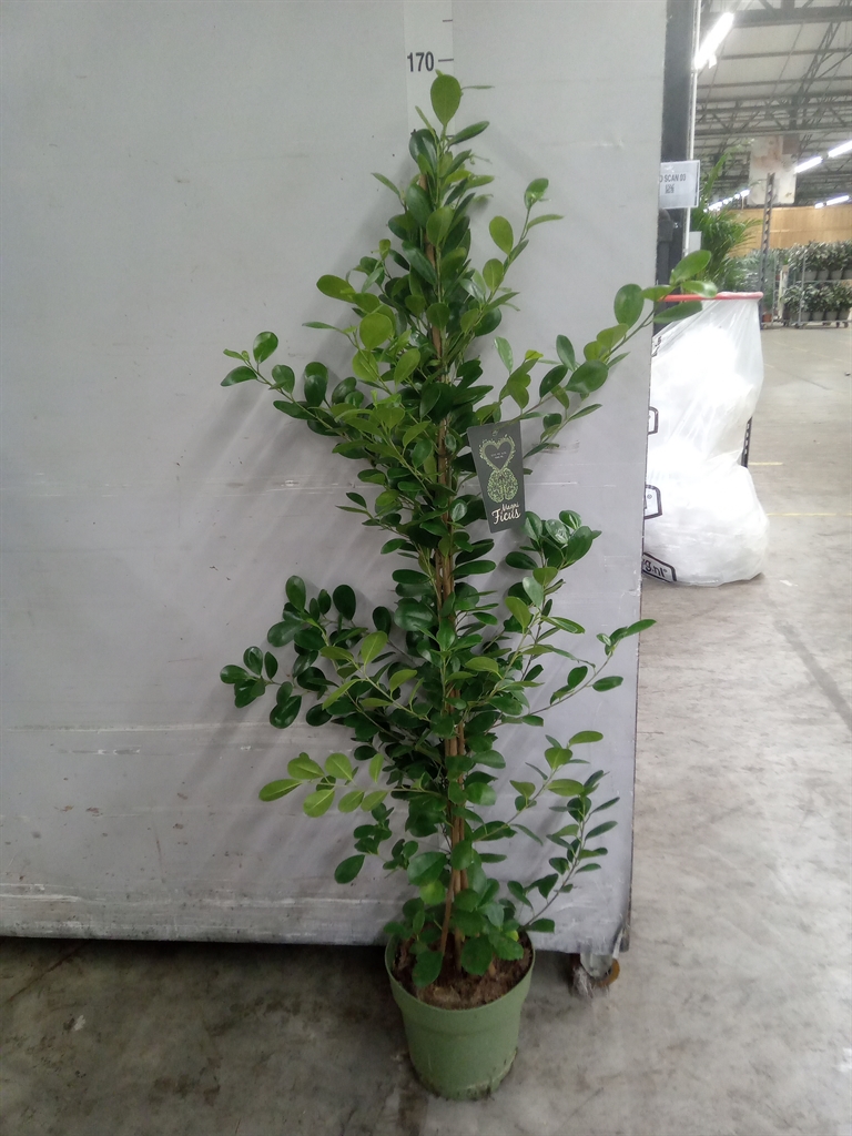Ficus Microcarpa Moclame 27Ø 150cm