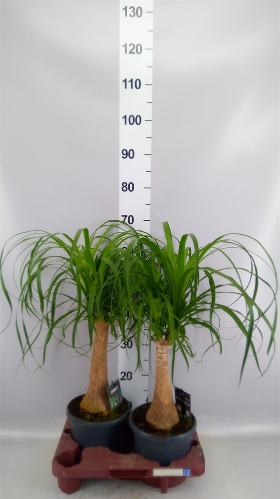 Beaucarnea Recurvata 19Ø 60cm