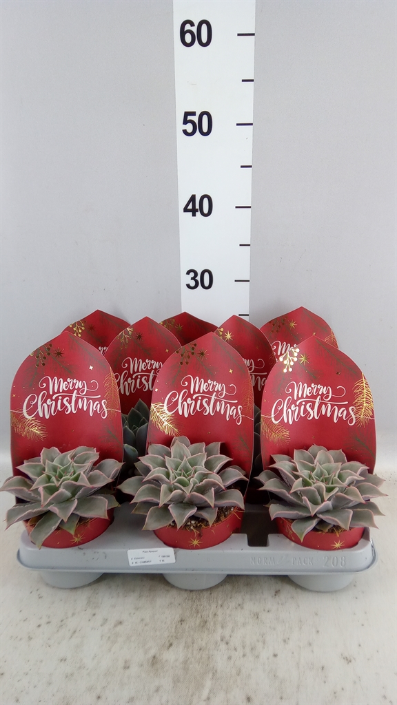 Echeveria Mixed 510Ø