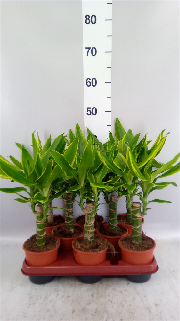 Dracaena Gold Coast 11Ø 45cm