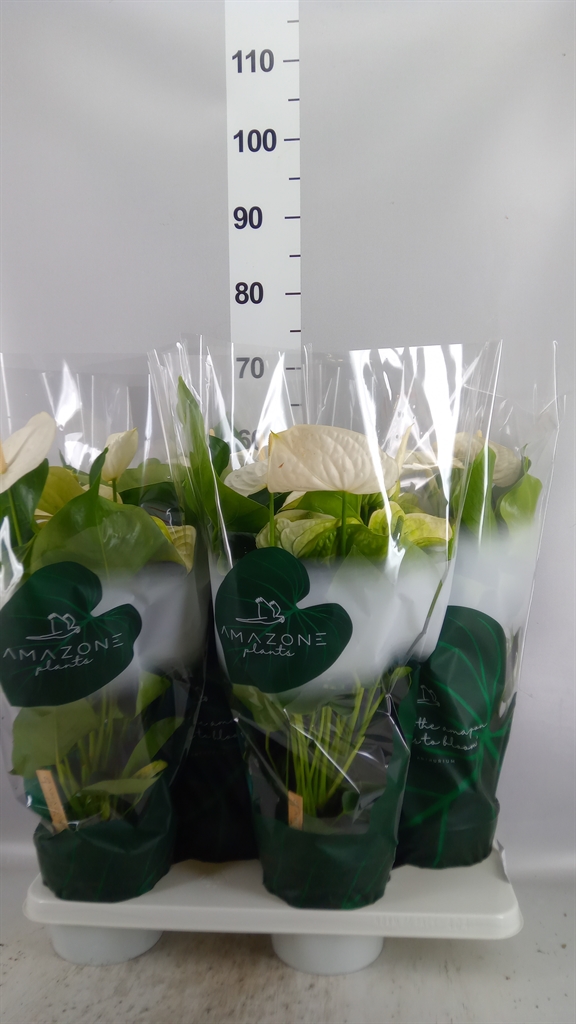 Anthu A Samora 17Ø 60cm
