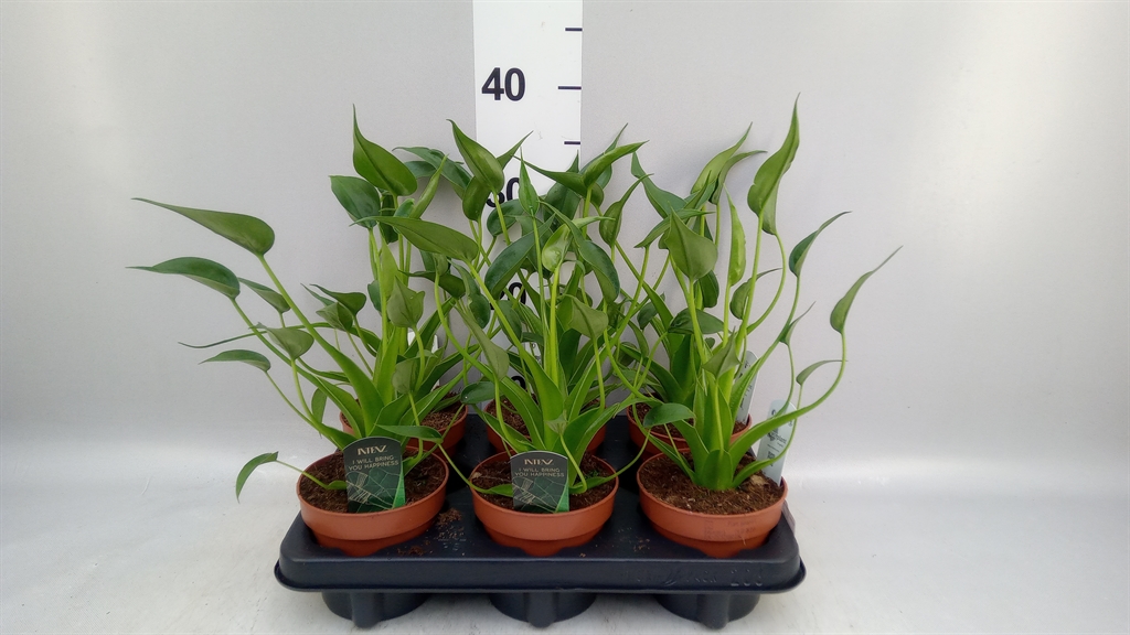 Alocasia Tiny Dancers 12Ø 30cm