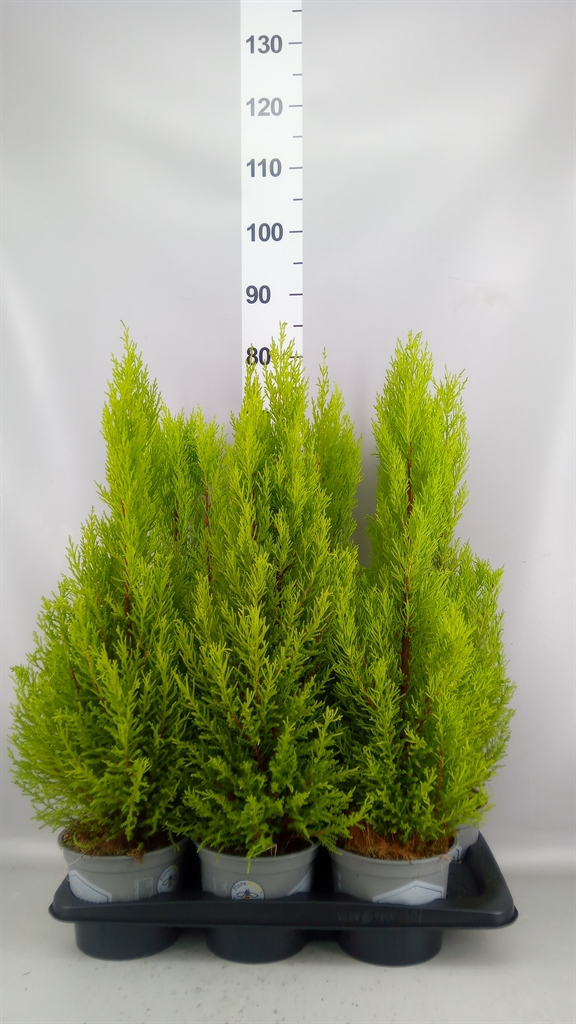 Cupressus Goldcrest Wilma 17Ø 75cm