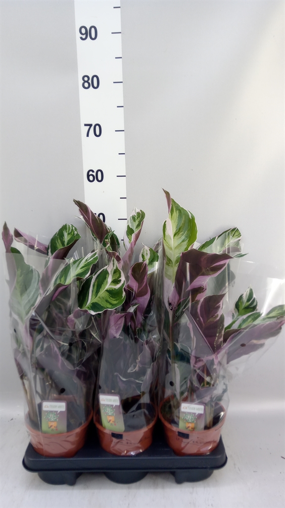 Calathea Fusion White 14Ø 45cm