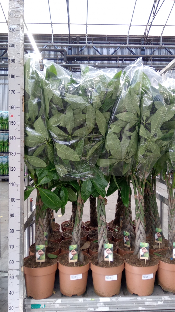 Pachira Aquatica 27Ø 160cm