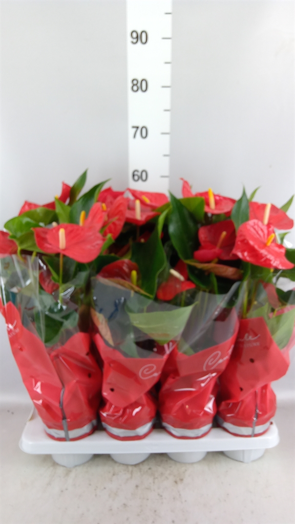 Anthurium Casparo 14Ø 45cm
