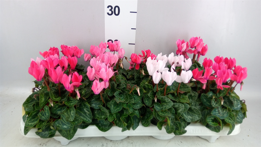 Cyclamen Super Serie Crayon 10Ø 20cm