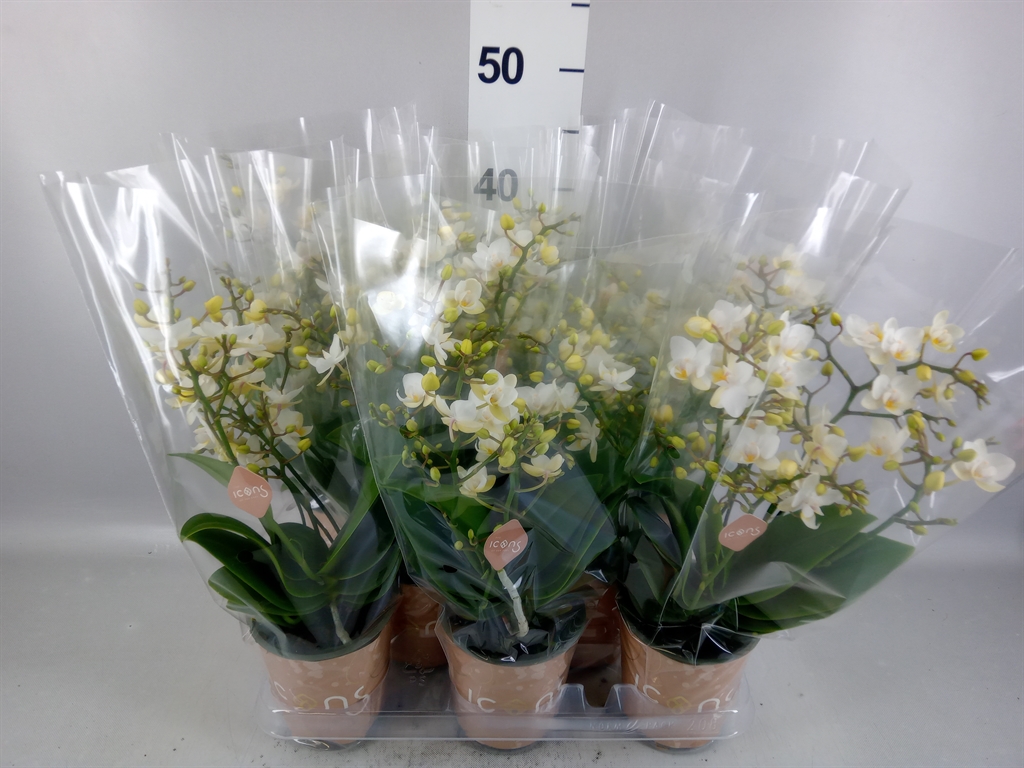 Phalaenopsis Multiflora White Punch 12Ø 35cm 6st