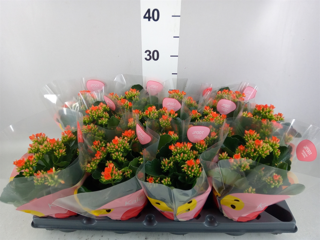 Kalanchoe Single Riley 10Ø 22cm