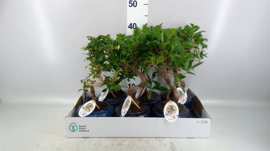 Bonsai Mix 17Ø 35cm