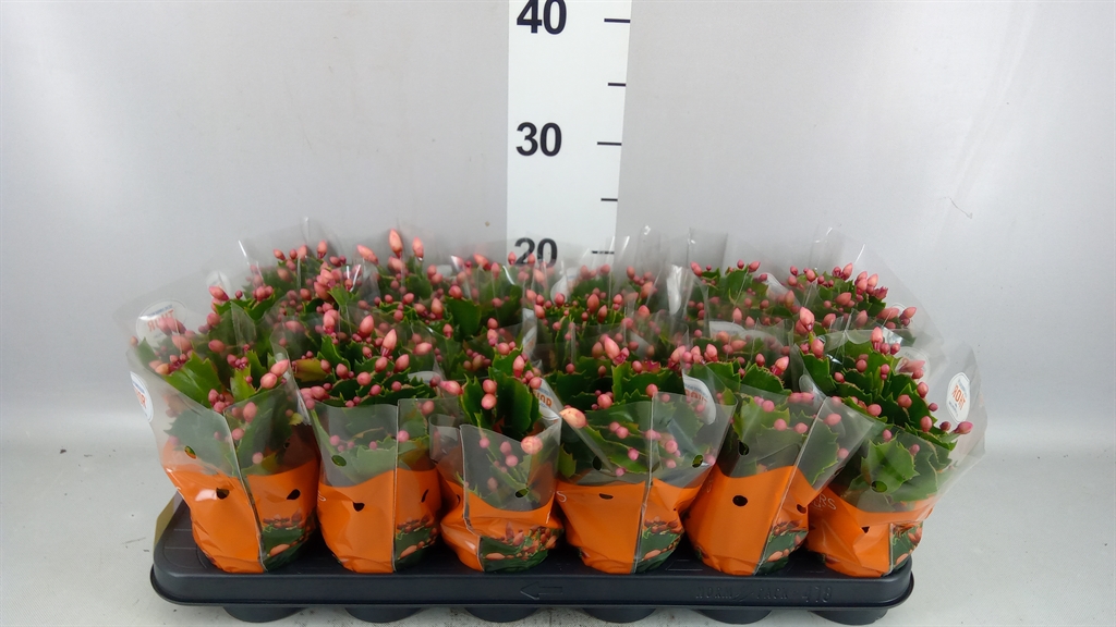 Schlumb Overig 9Ø 25cm
