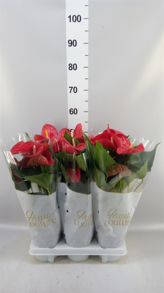 Anthu An Casparo 14Ø 50cm