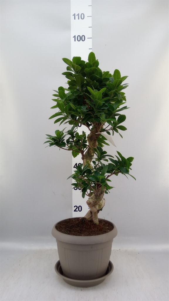 Ficus Microcarpa Ginseng 25Ø 70cm