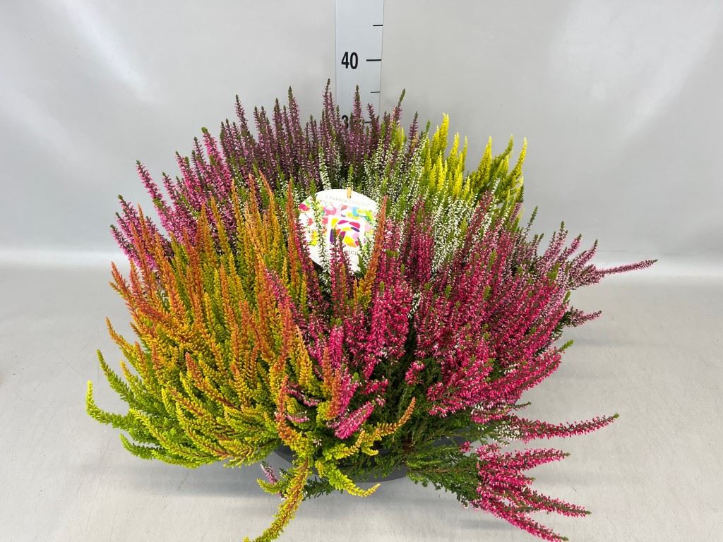 Calluna Vulgaris Beauty Ladies Mosaica Mix 40Ø 35cm
