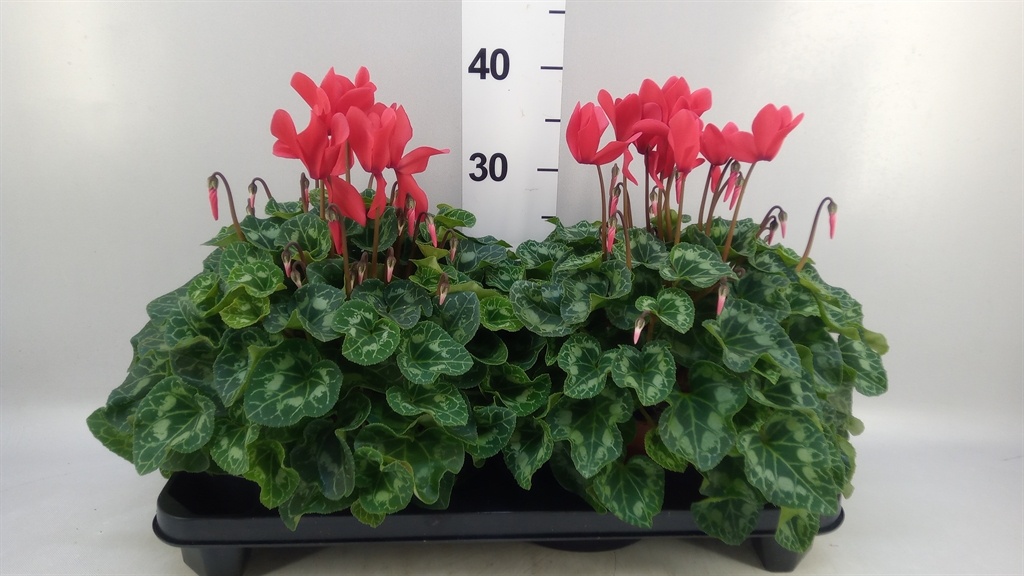 Cyclamen Super Serie Xl 15Ø 36cm