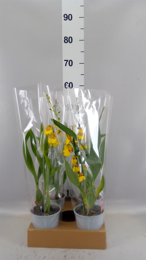 Oncidium 12Ø 55cm 1st