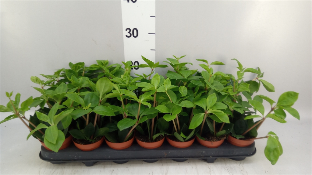 Peperomia Pereskiifolia 8Ø 18cm
