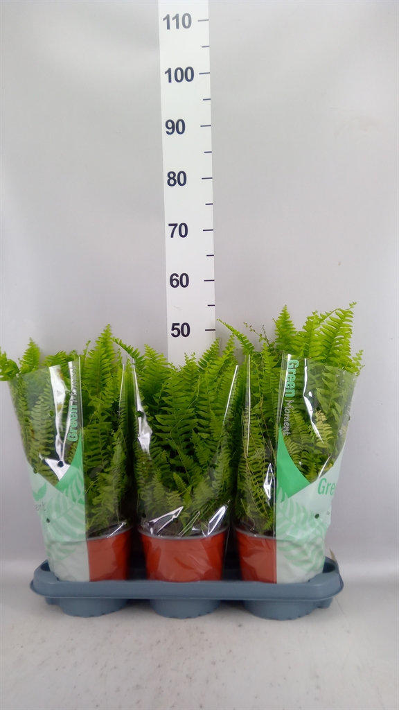 Nephrolepis Green Moment 17Ø 50cm