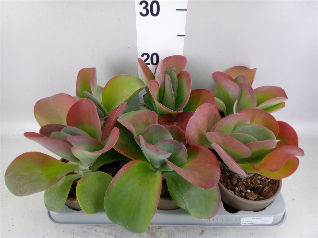 Kalanchoe Red Lips 10Ø 20cm