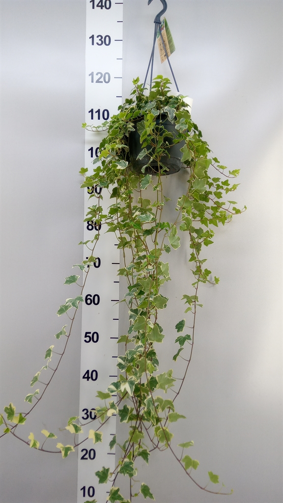 Hedera Helix Eva 17Ø 70cm
