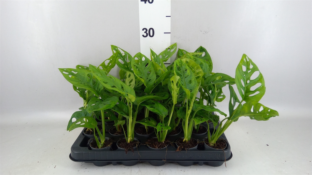Monstera Adansonii Monkey Leaf 5Ø 25cm