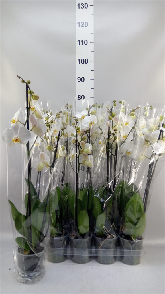 Phalaenopsis White 2 Stem 12Ø 55cm