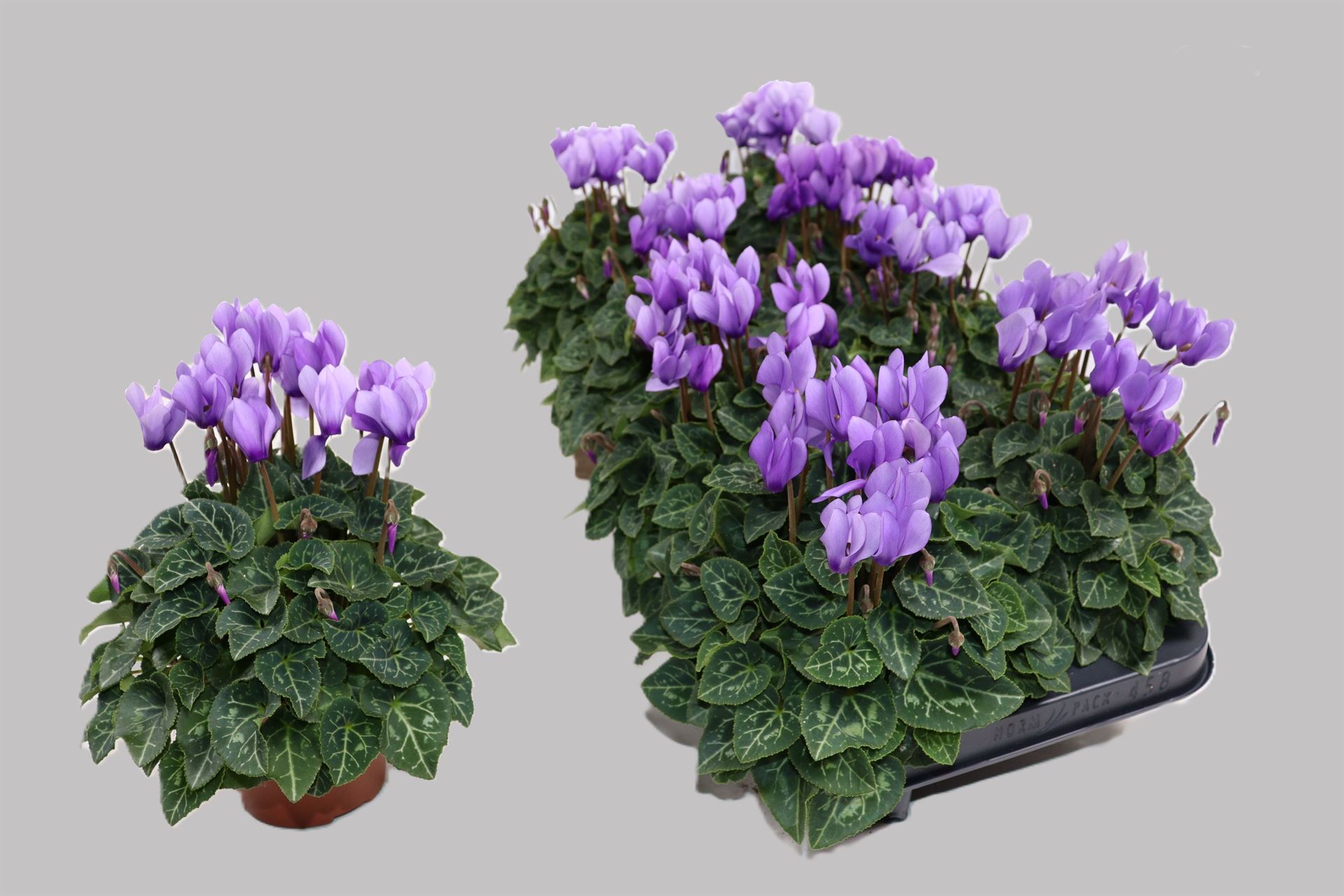 Cyclamen Persicum Ssdblue001 10Ø 23cm
