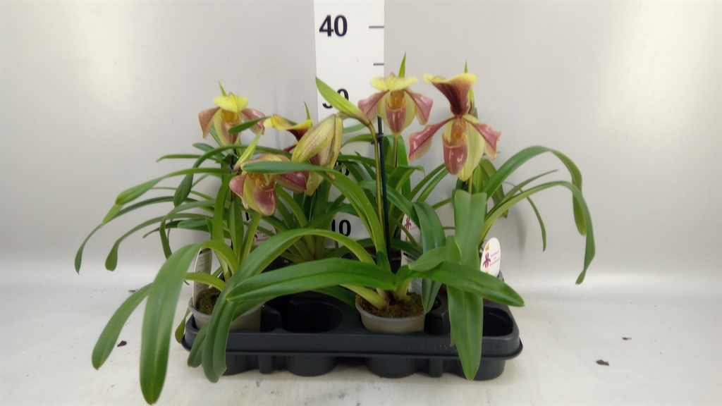 Paph Overig 9Ø 30cm