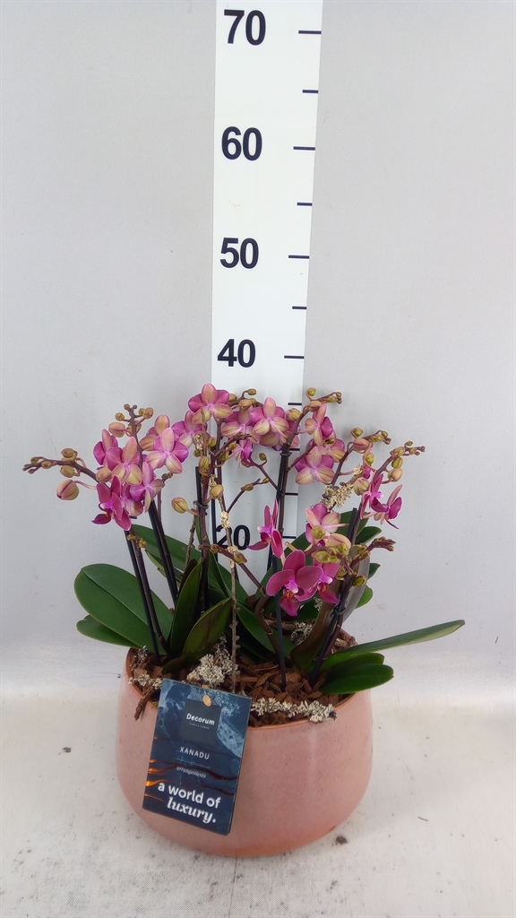 Arrangement Indoor 28Ø