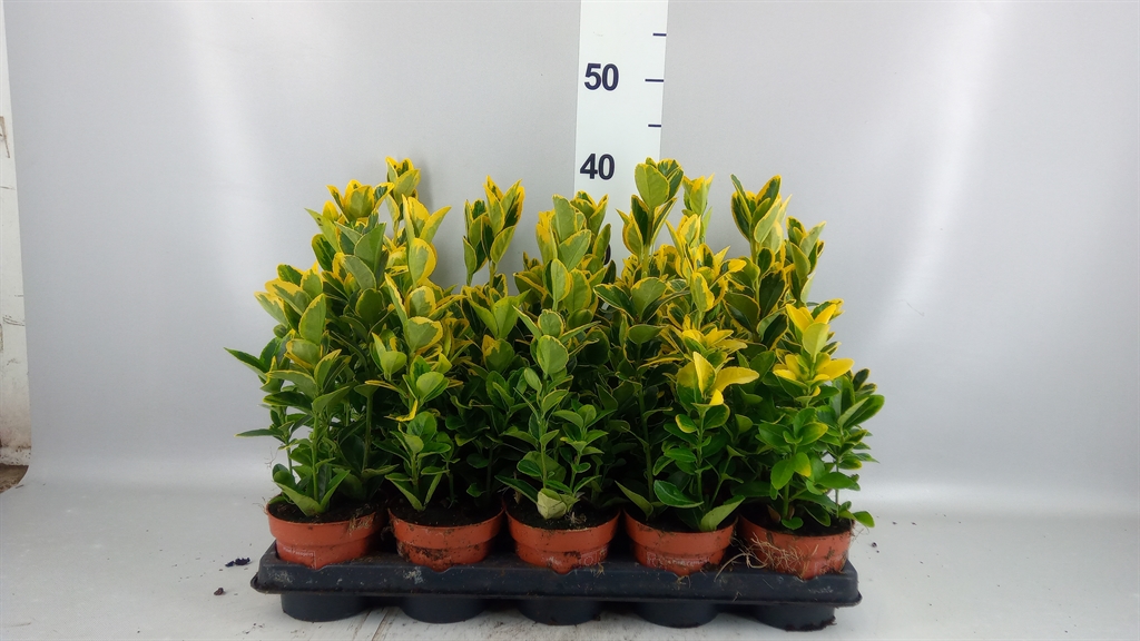 Euonymus Aureus 11Ø 25cm