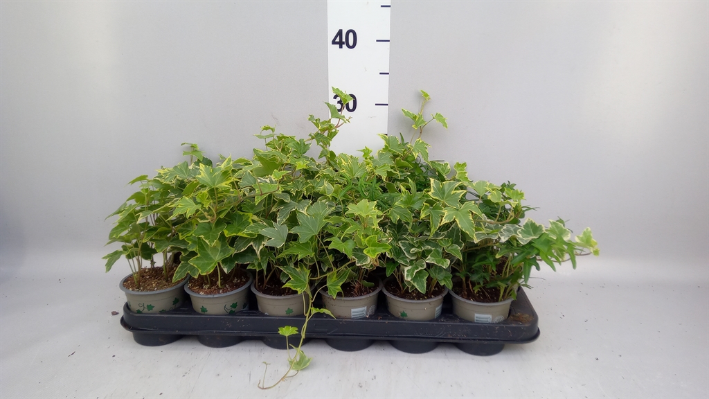 Hedera Helix Mix 5 Pieces 9Ø 10cm