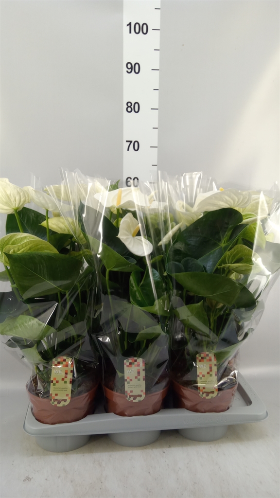 Anthurium Alpine 17Ø 60cm