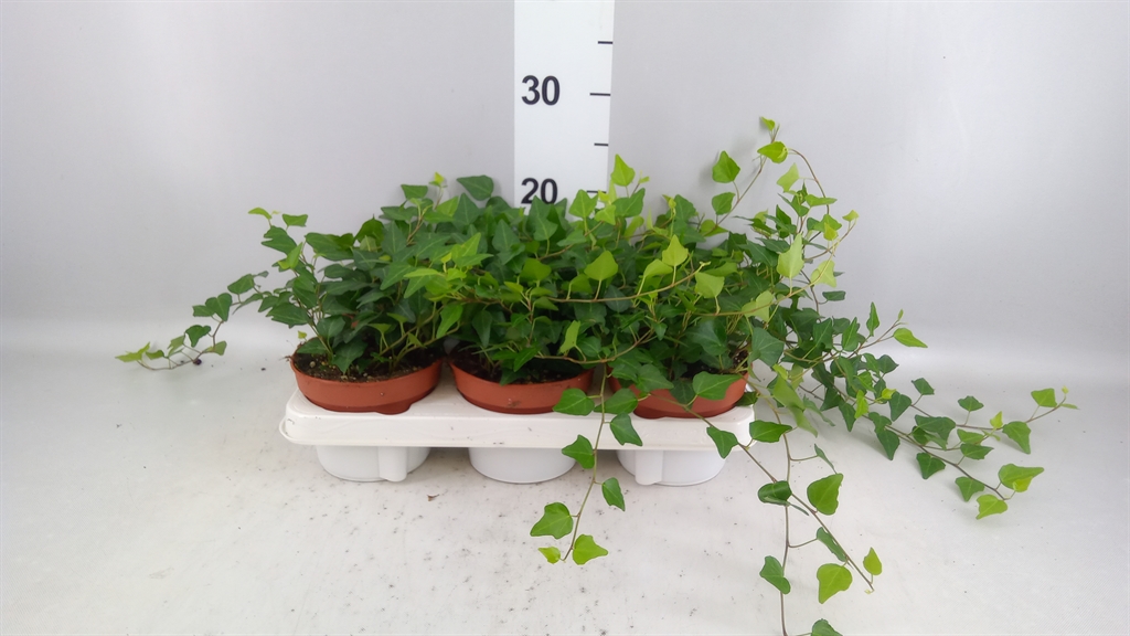 Hedera Helix Lady Kay 13Ø 30cm