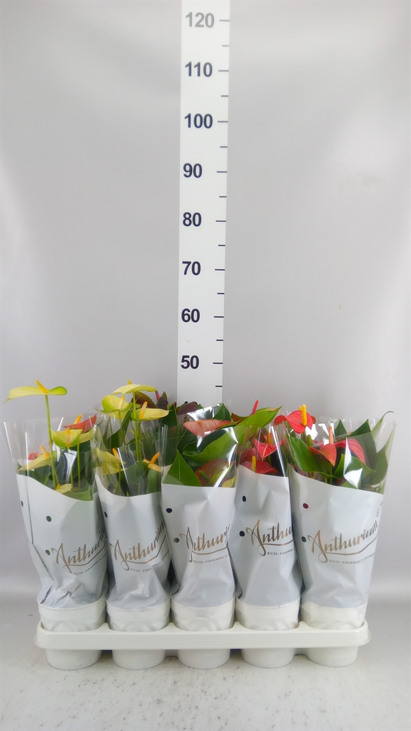 Anthurium Mix 4 Colours 12Ø 40cm