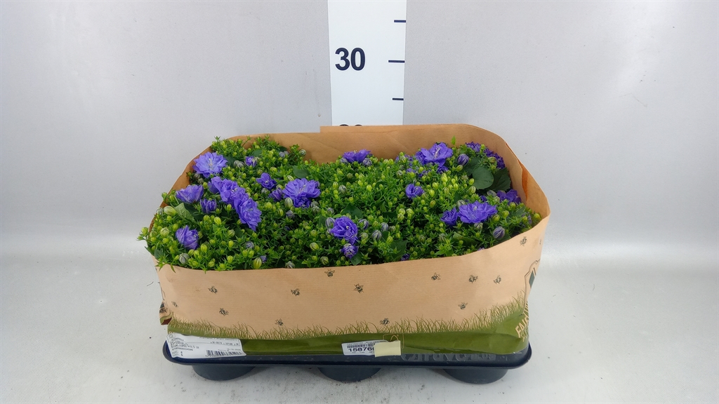 Campanula Blue Like Mee 10Ø 20cm