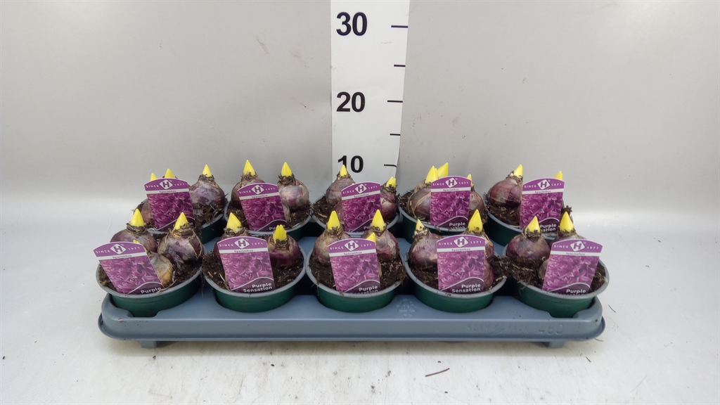 Hyacinthus Purple Sensation 12Ø 15cm 3pp