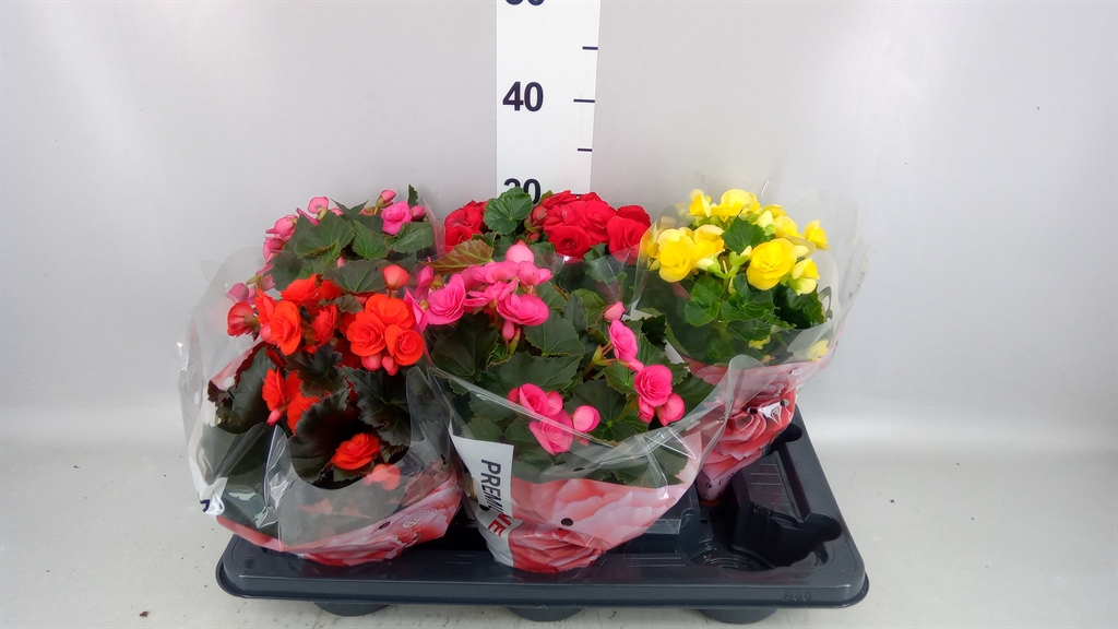 Begonia Double Mix 14Ø 31cm