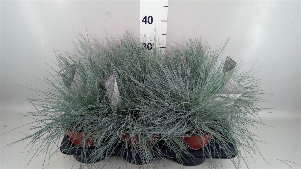 Festuca Intense Blue 17Ø 30cm