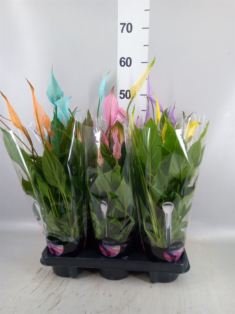 Spathiphyllum Bellini 13Ø 40cm
