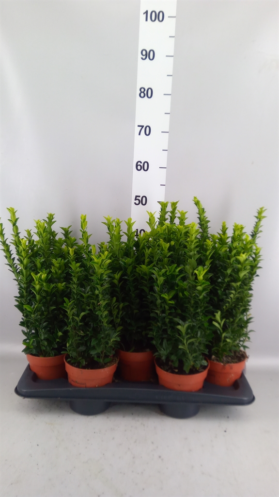 Euonymus Green Spire 13Ø 30cm