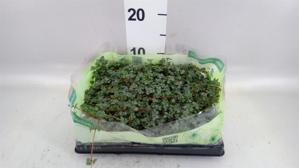 Pilea Mix 6Ø 15cm